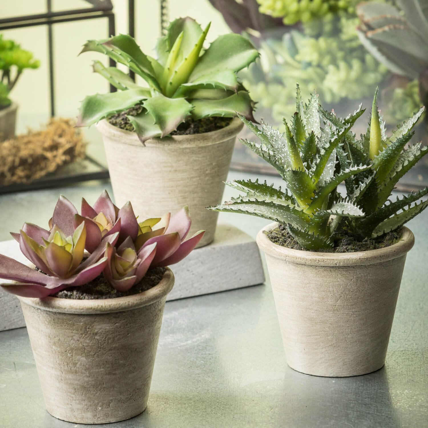 small potted succulents Small Potted Succulents – Eastern Sequoia