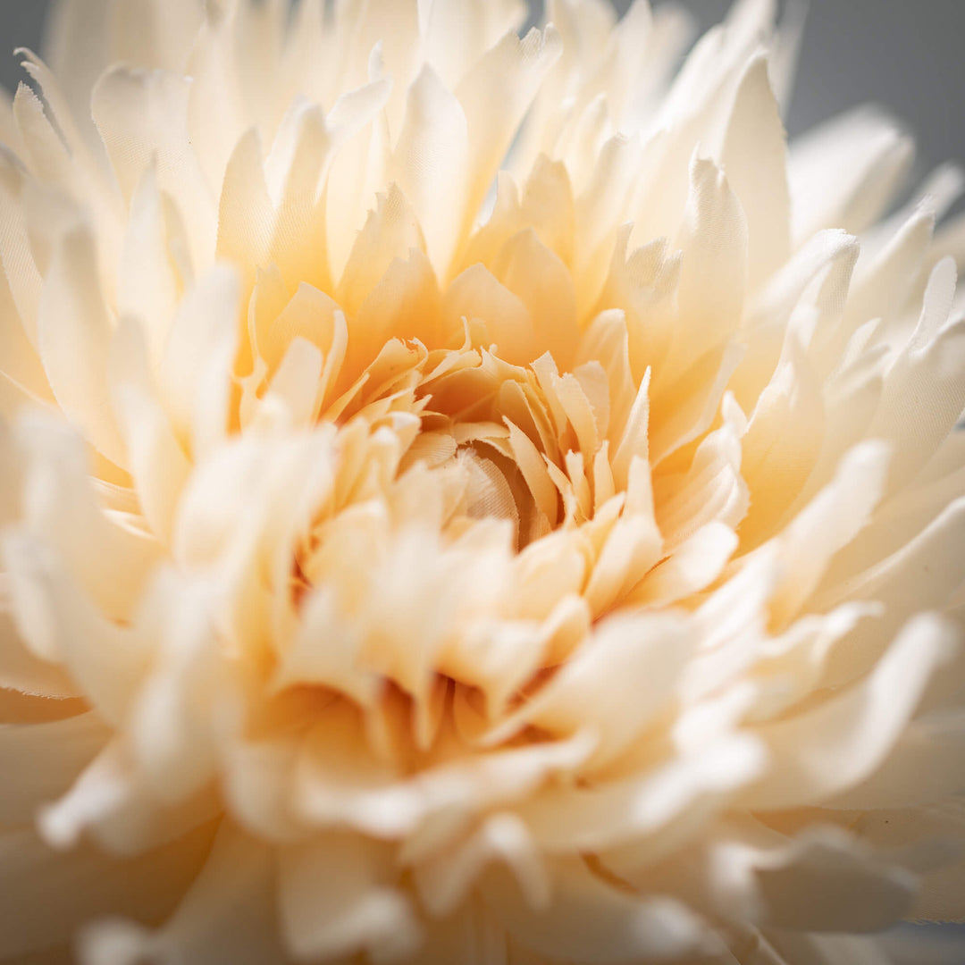 27.5" Cream Blossoming Dahlia Stem