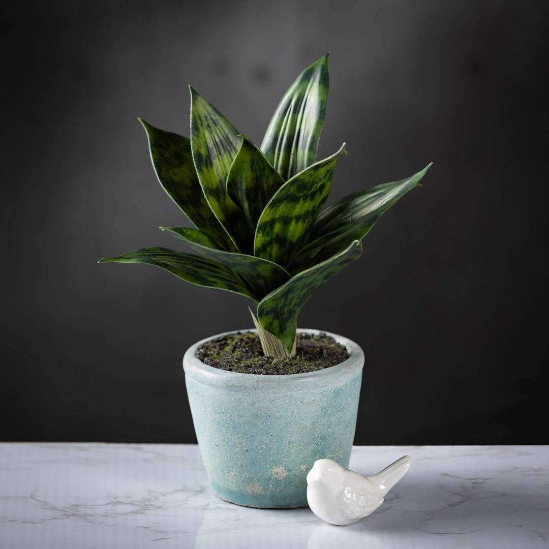 Potted Sansevieria