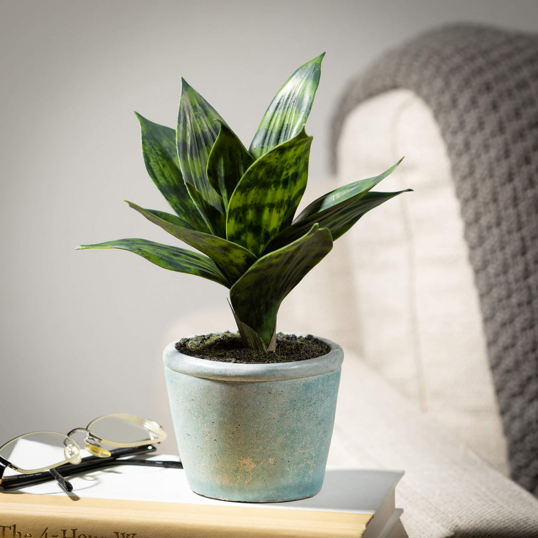 sansevieria miniature Potted Sansevieria – Eastern Sequoia