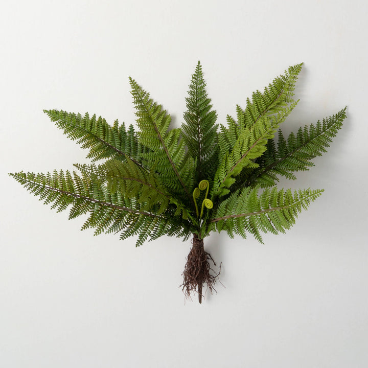 Full Frond Fern Bush