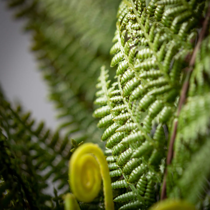 Full Frond Fern Bush