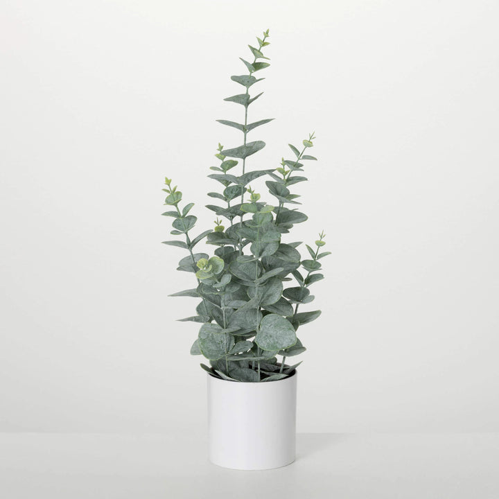 20.5" Eucalyptus with White Pot