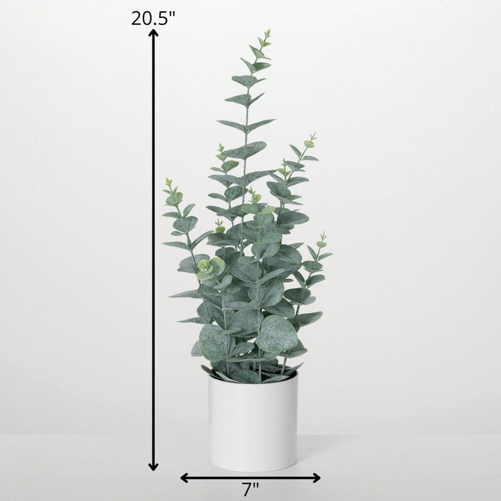 20.5" Eucalyptus with White Pot