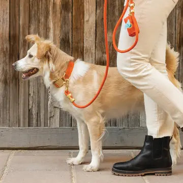 Cider Marine Rope Dog Leash, 5 Foot
