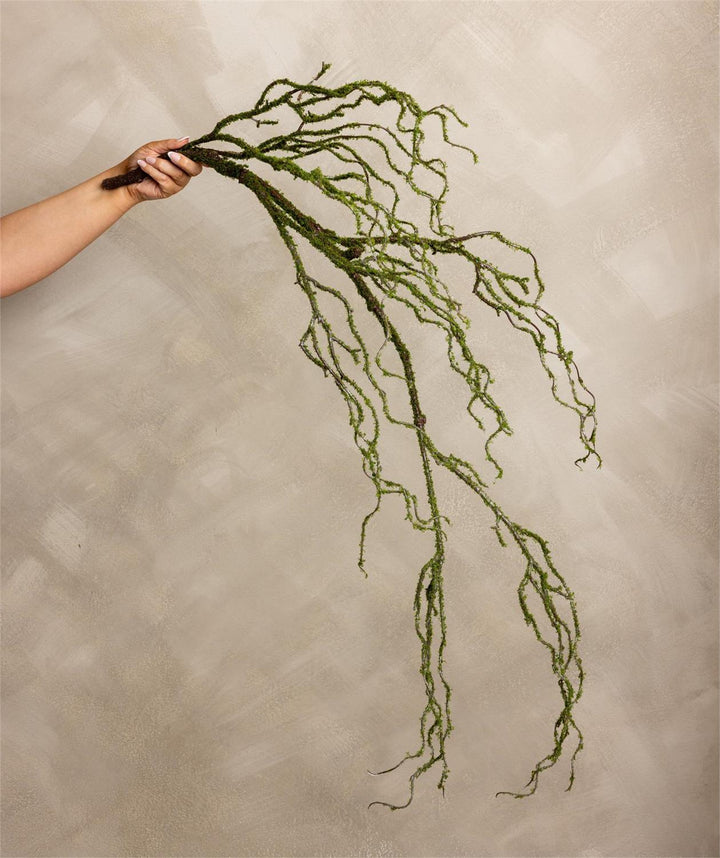 Moss-covered branch held by a hand against a beige background