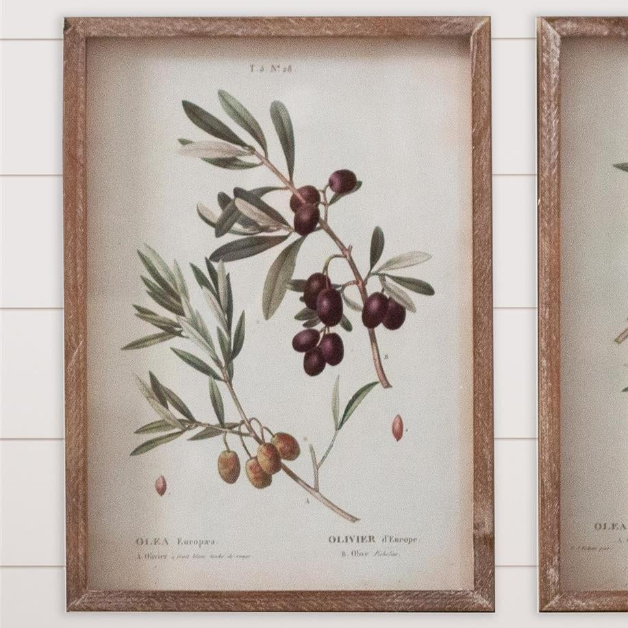 Vintage Olive Branch Botanical Framed Print – 16.5" x 12"