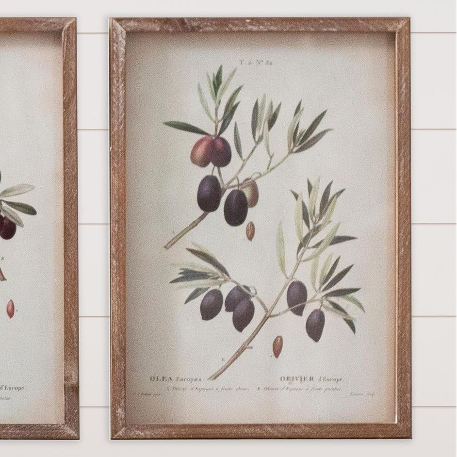 Vintage Olive Branch Botanical Framed Print – 16.5" x 12"