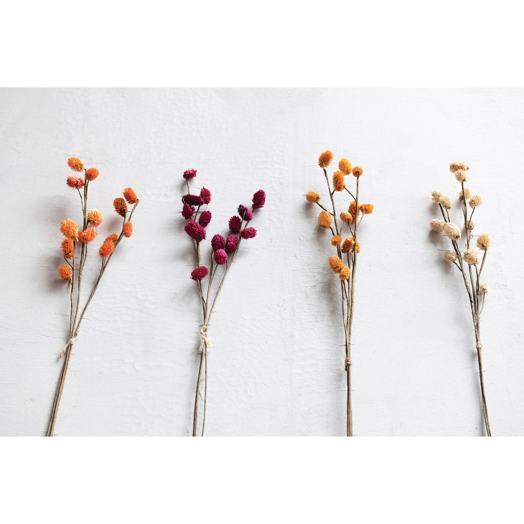 28"H Dried Globe Thistle Bunch, Cream