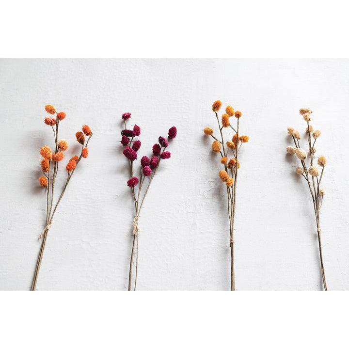 28"H Dried Globe Thistle Bunch, Cream