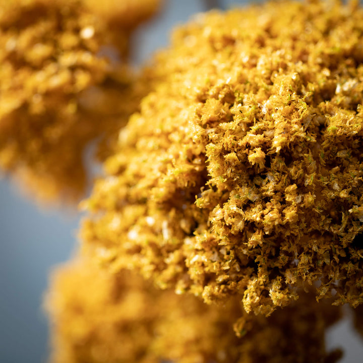 Yarrow Bunch Mustard Yellow