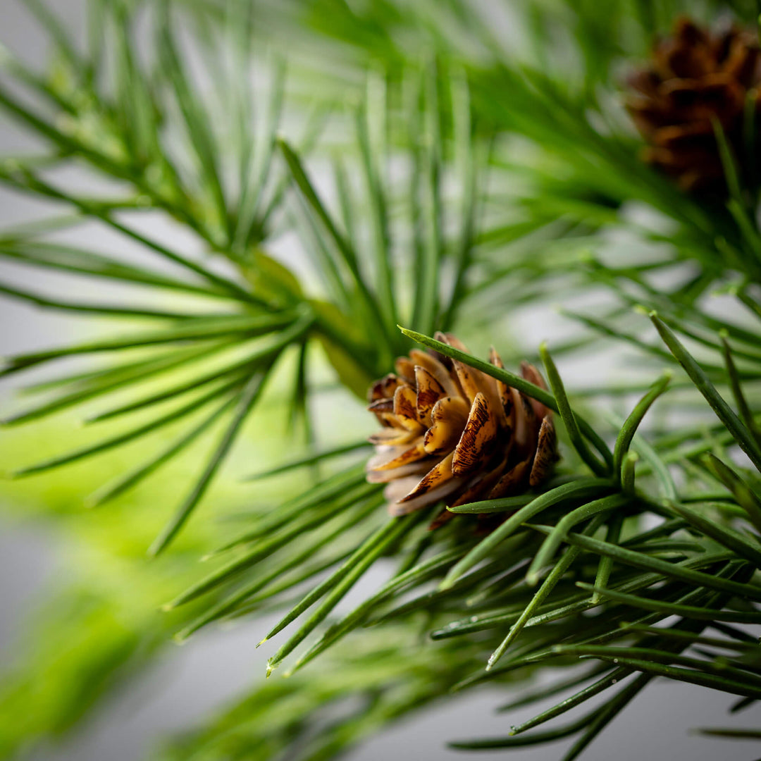 Lush Green Cedar Pick