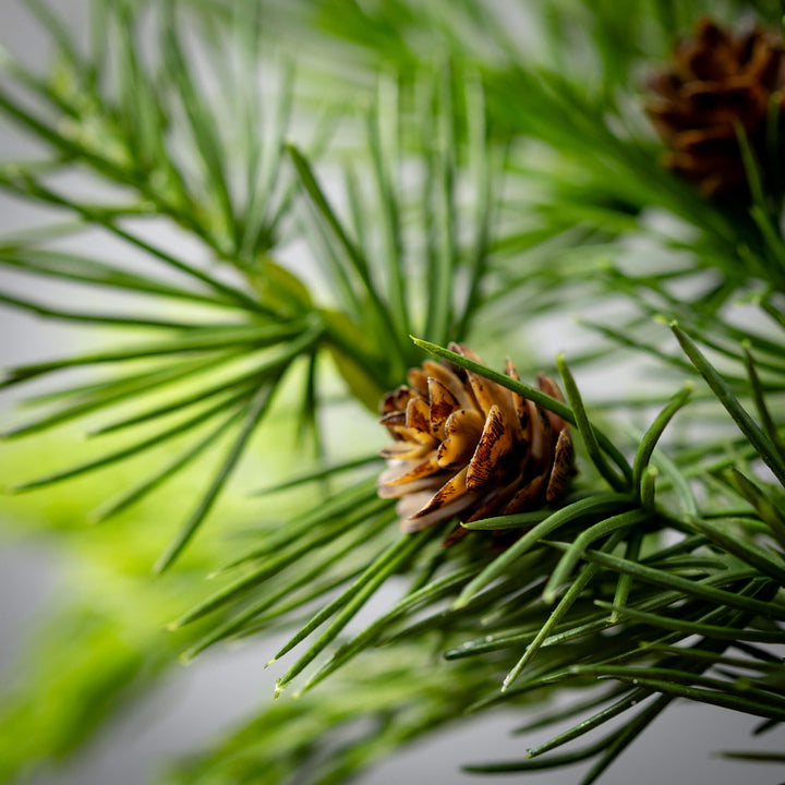 Lush Green Cedar Wreath, 23"